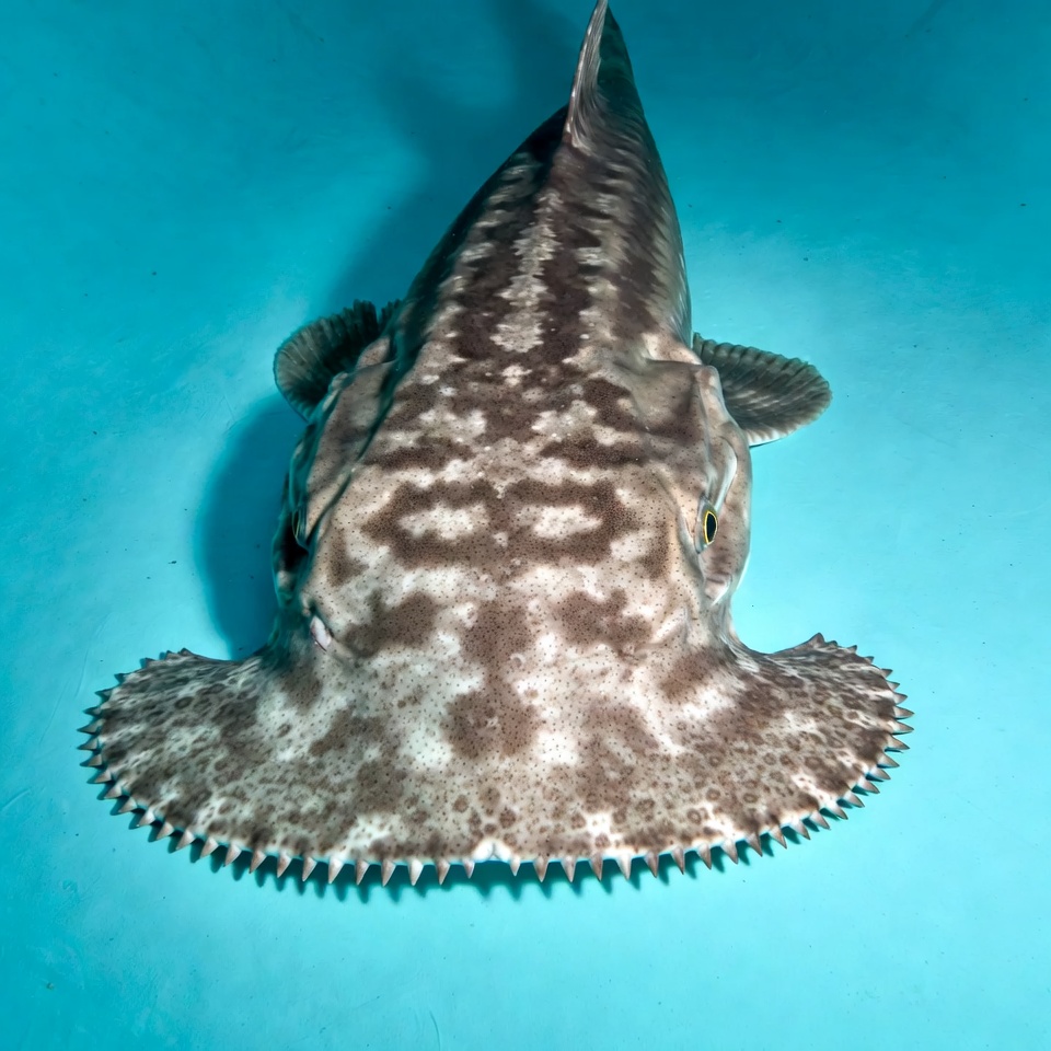 Leopard Torpedo Ray Underwater Leopard Torpedo Ray Underwater