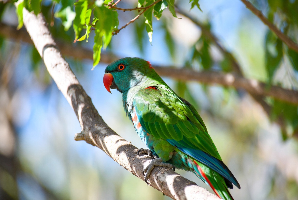 Green Rosella Parrot on Tree Branch Green Rosella Parrot on Tree Branch