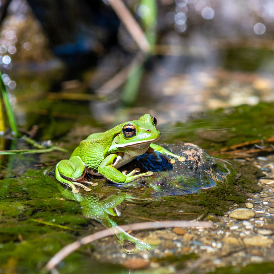 Green tree frog on rock Green tree frog on rock