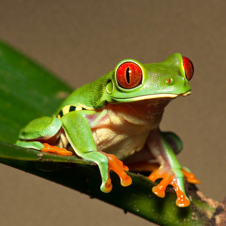 Red-eyed tree frog on leaf Red-eyed tree frog on leaf