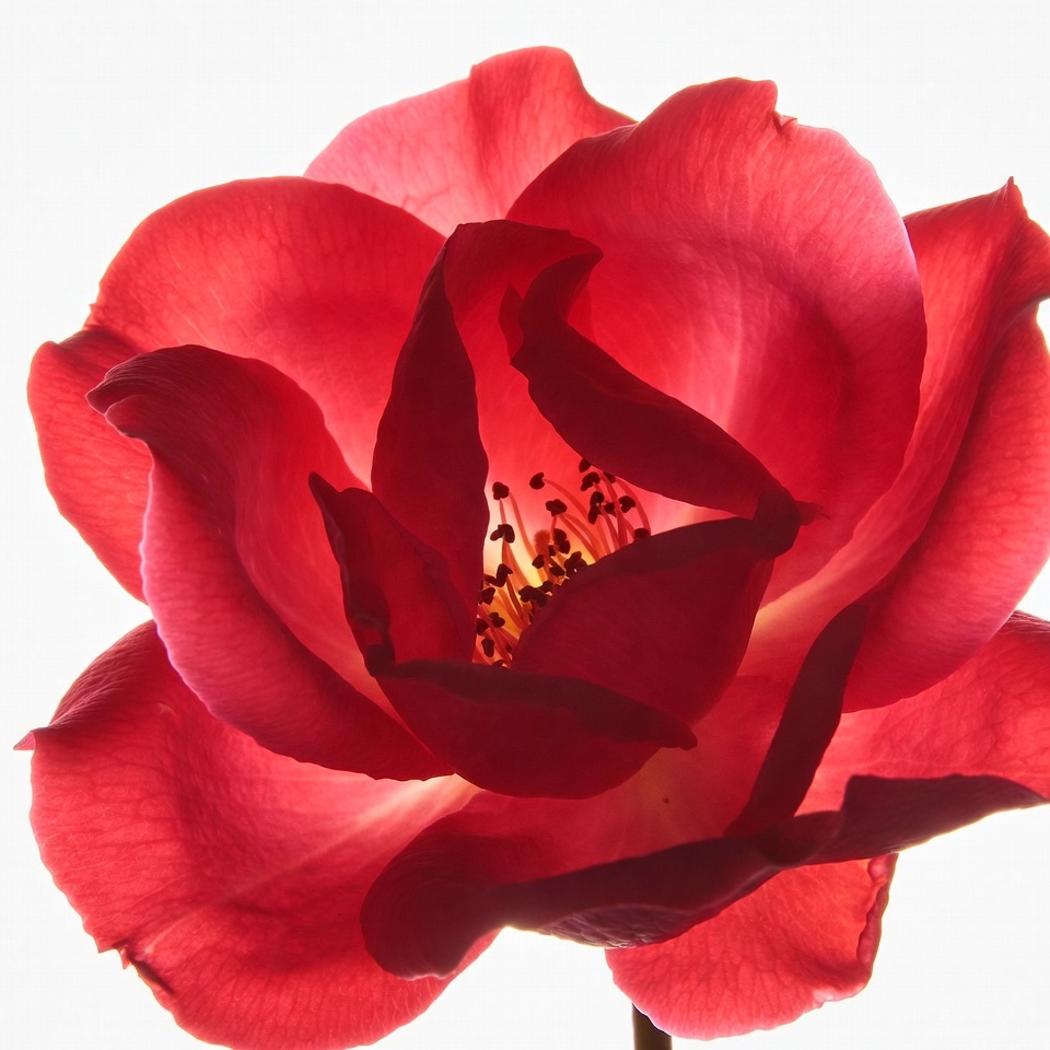 Closeup Red Rose Bloom Closeup Red Rose Bloom