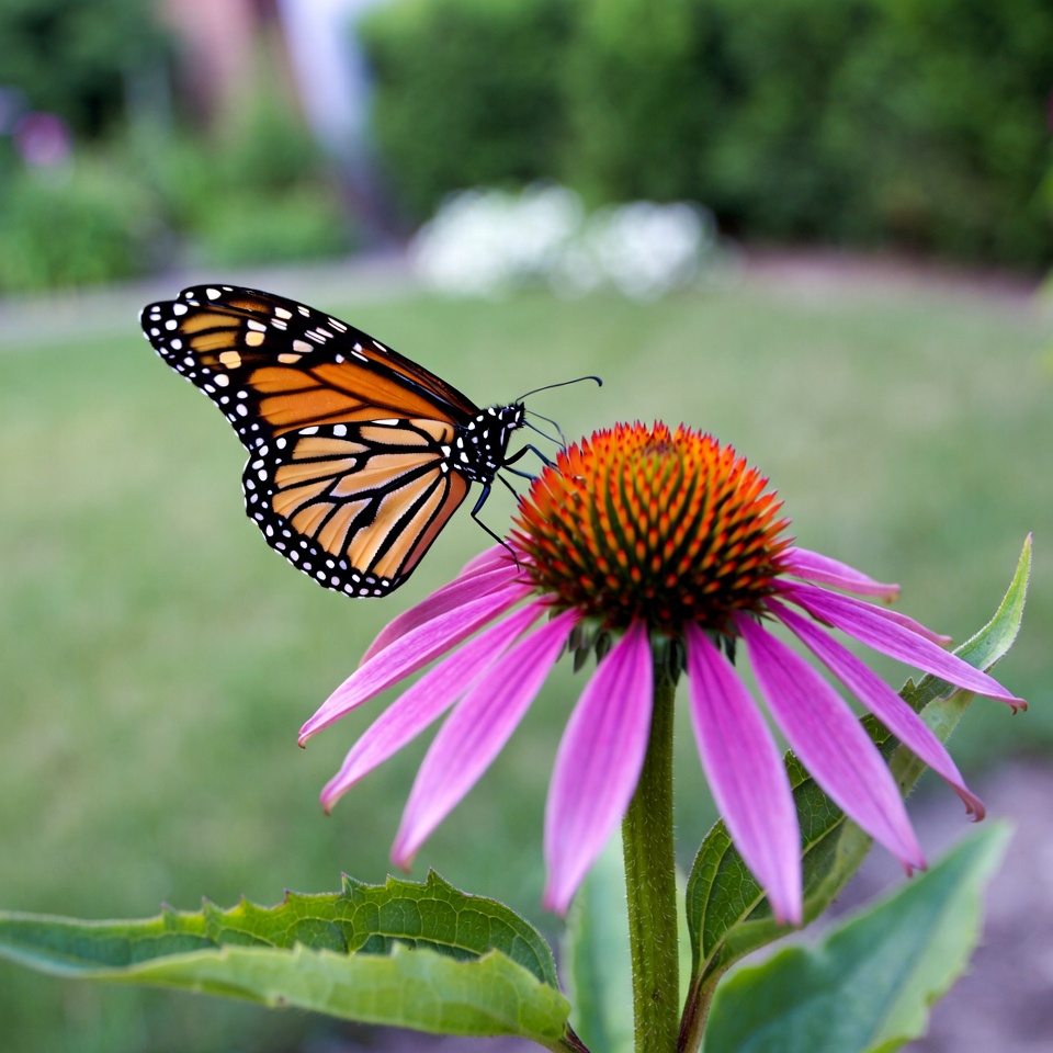 Monarch Butterfly on Pink Coneflower Monarch Butterfly on Pink Coneflower