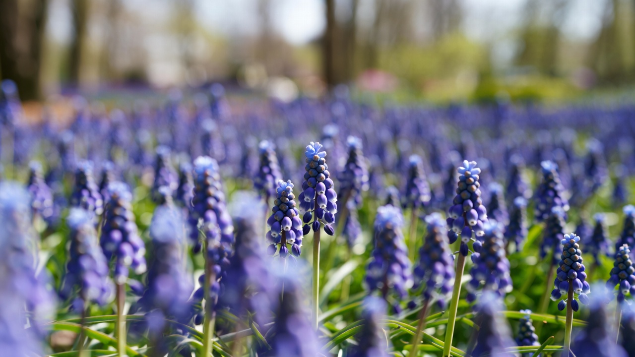 Purple Hyacinth Flowers in Field Purple Hyacinth Flowers in Field