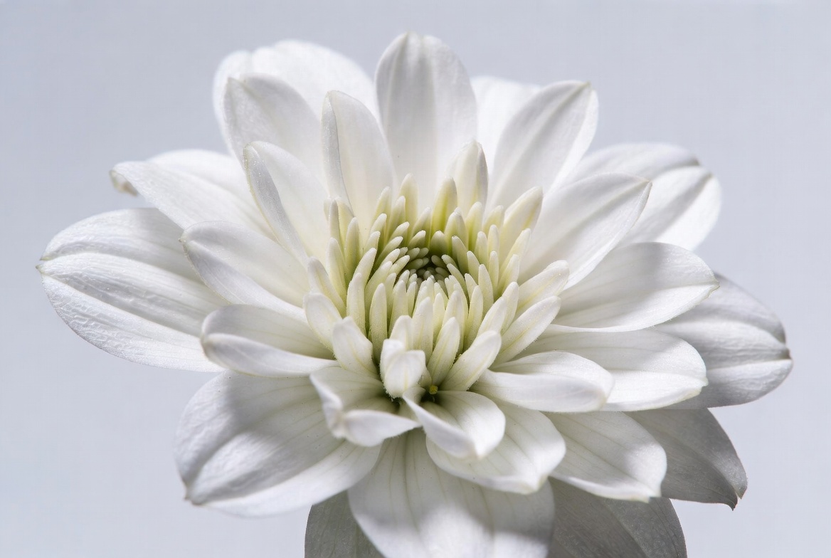 White Chrysanthemum Flower Closeup White Chrysanthemum Flower Closeup