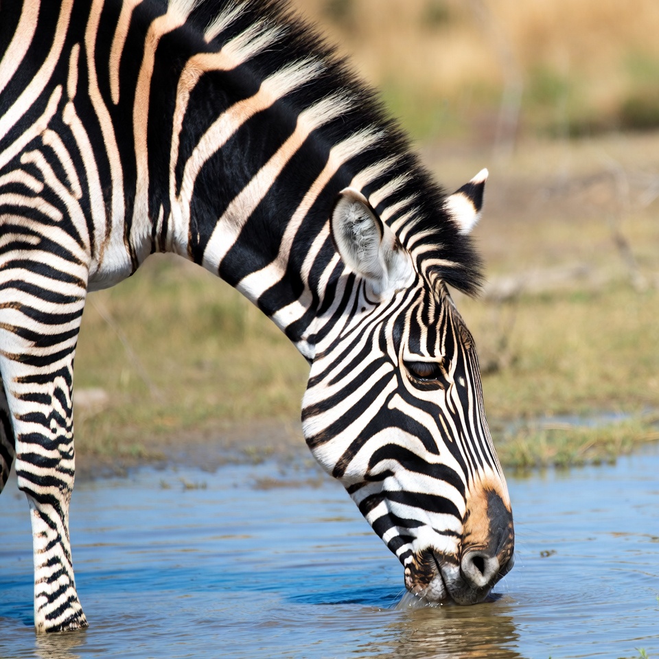 Zebra drinking from water Zebra drinking from water