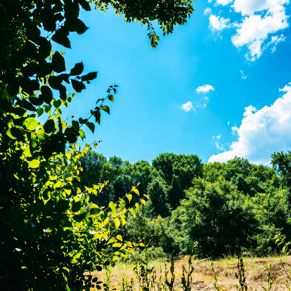Lush green forest under blue sky Lush green forest under blue sky