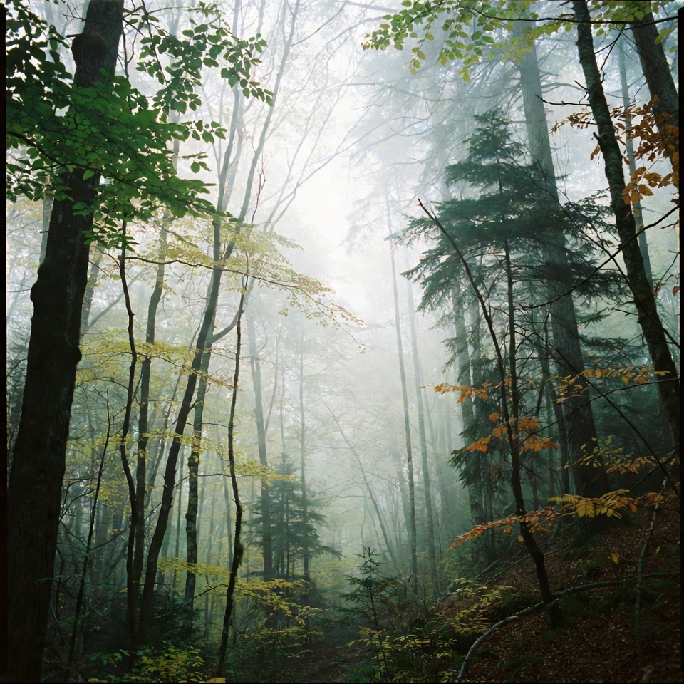 Foggy Forest with Autumn Trees Foggy Forest with Autumn Trees