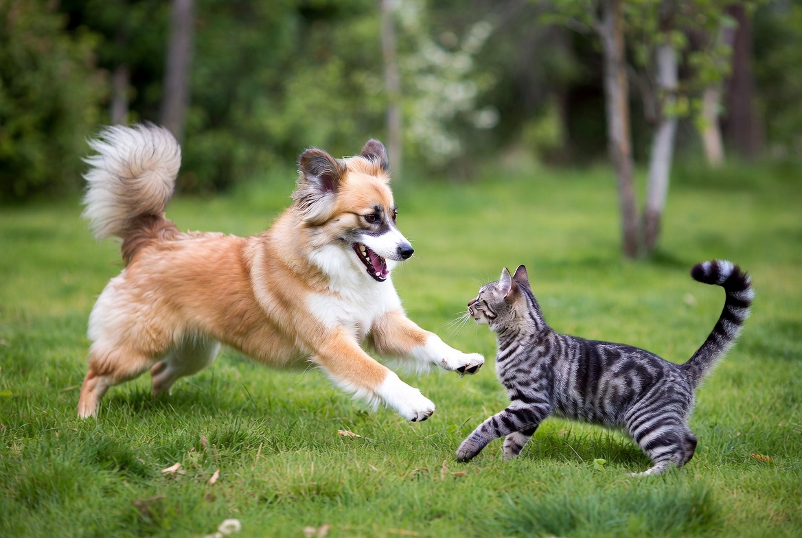 Dog chasing cat in grass Dog chasing cat in grass