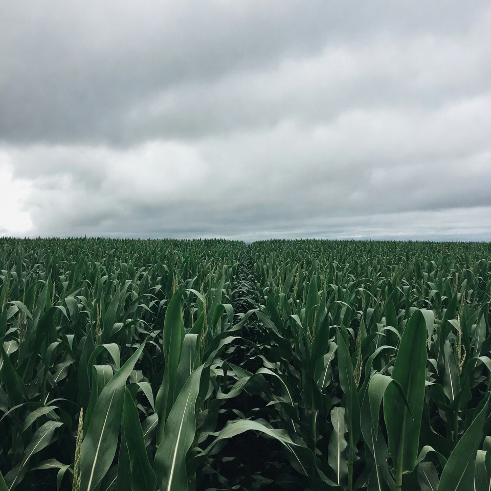 Corn Field Path Under Cloudy Sky Corn Field Path Under Cloudy Sky