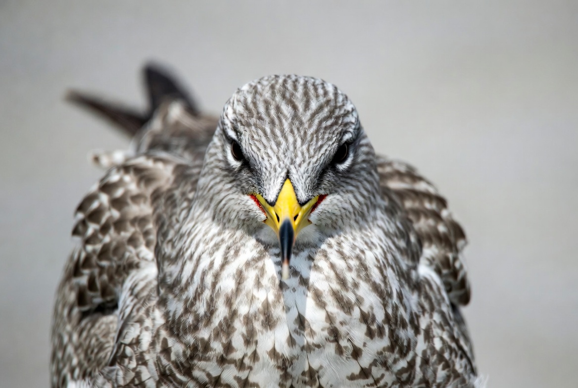 Close-up of striped falcon bird Close-up of striped falcon bird