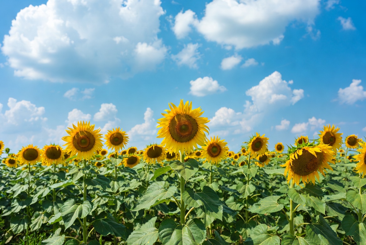 Sunflower Field Under Blue Sky Sunflower Field Under Blue Sky
