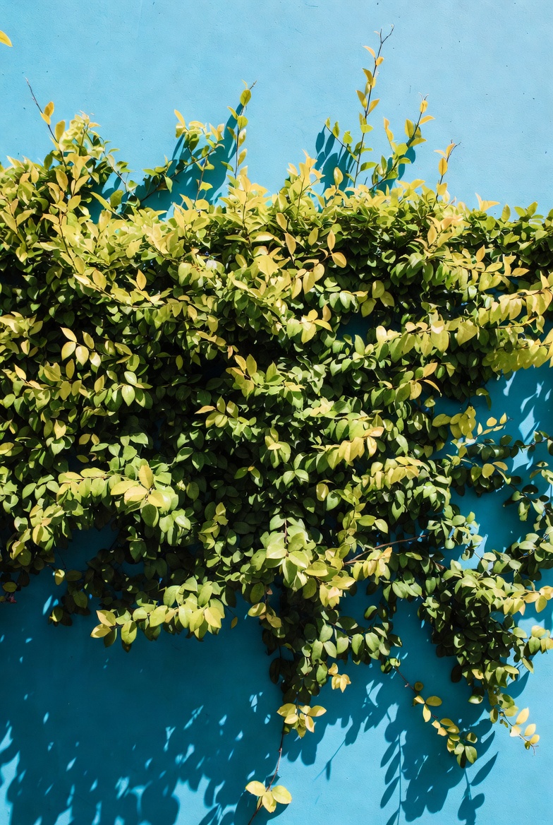 Green ivy climbing blue wall Green ivy climbing blue wall