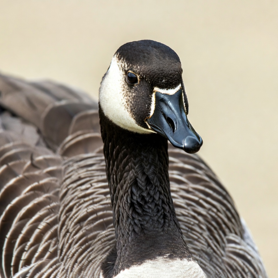 Canada Goose Closeup Portrait Canada Goose Closeup Portrait