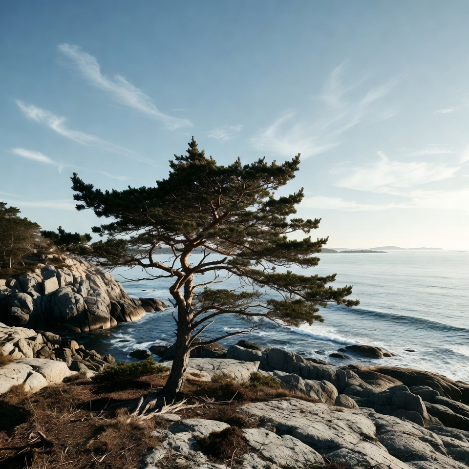 Solitary pine tree on rocky seaside cliff Solitary pine tree on rocky seaside cliff