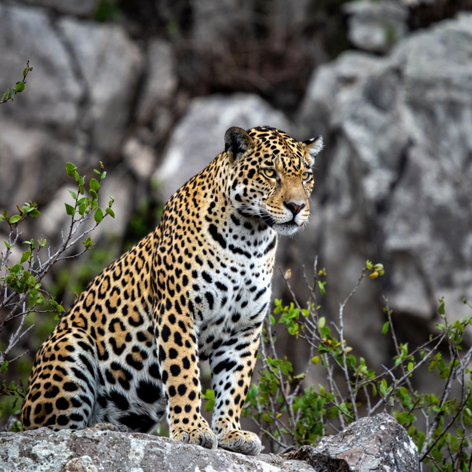 Jaguar sitting on rocky terrain Jaguar sitting on rocky terrain