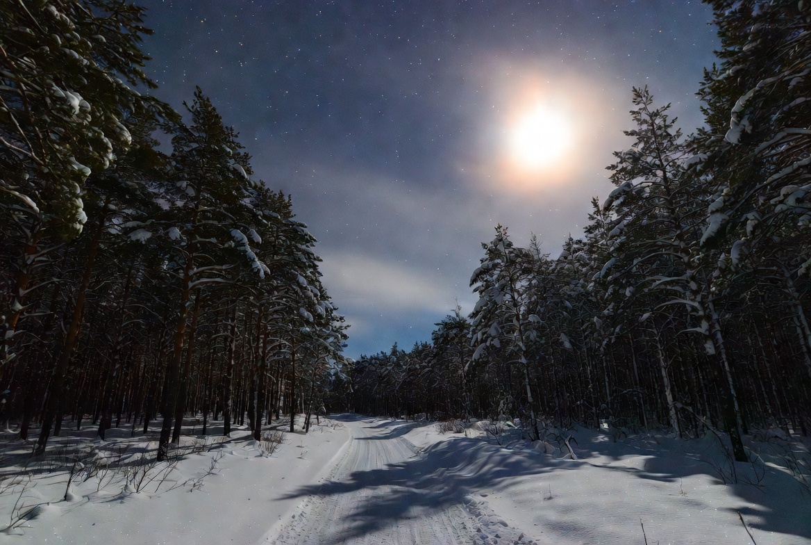 Snowy Forest Path Under Moon and Stars Snowy Forest Path Under Moon and Stars