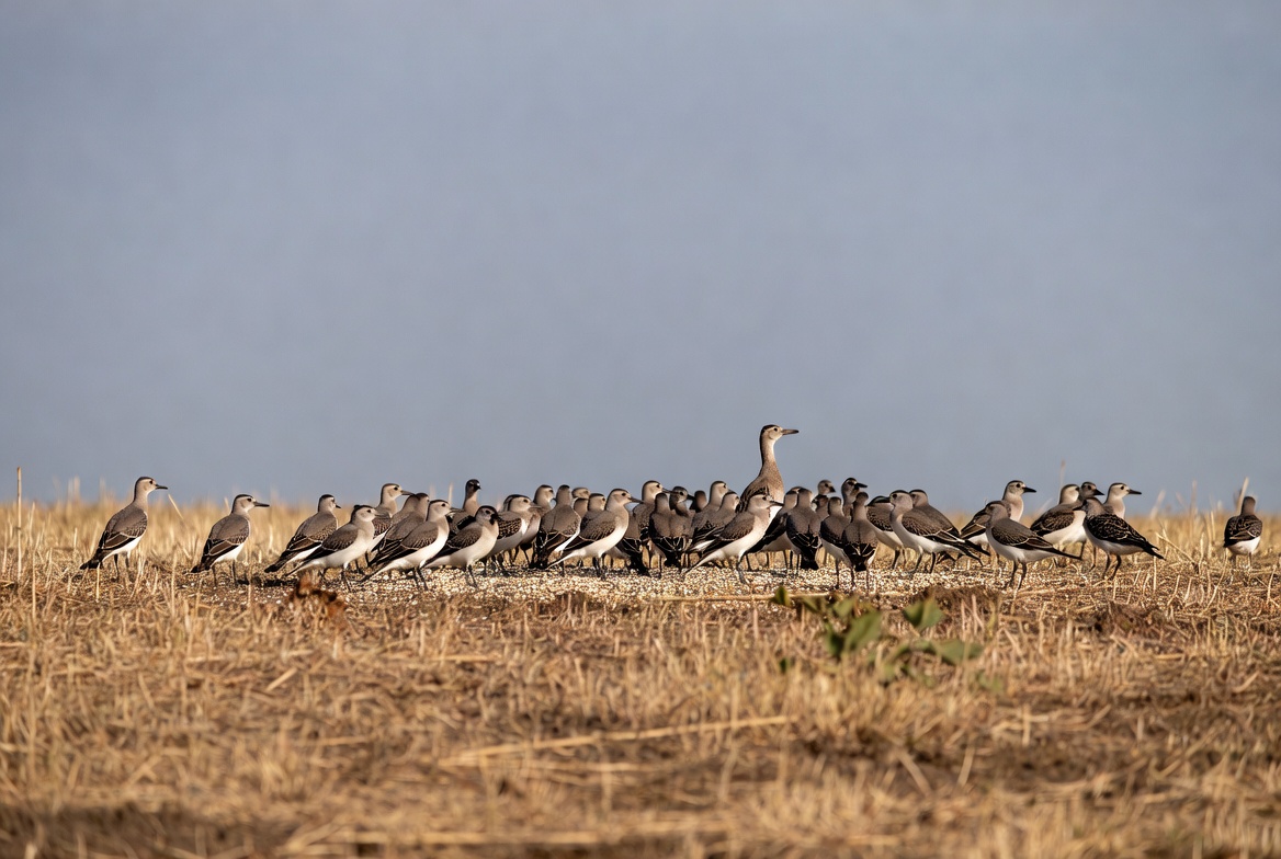 Flock of shorebirds on dry grass Flock of shorebirds on dry grass
