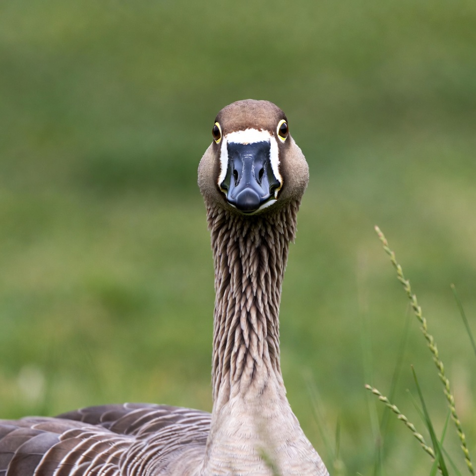 Goose staring in green grass Goose staring in green grass