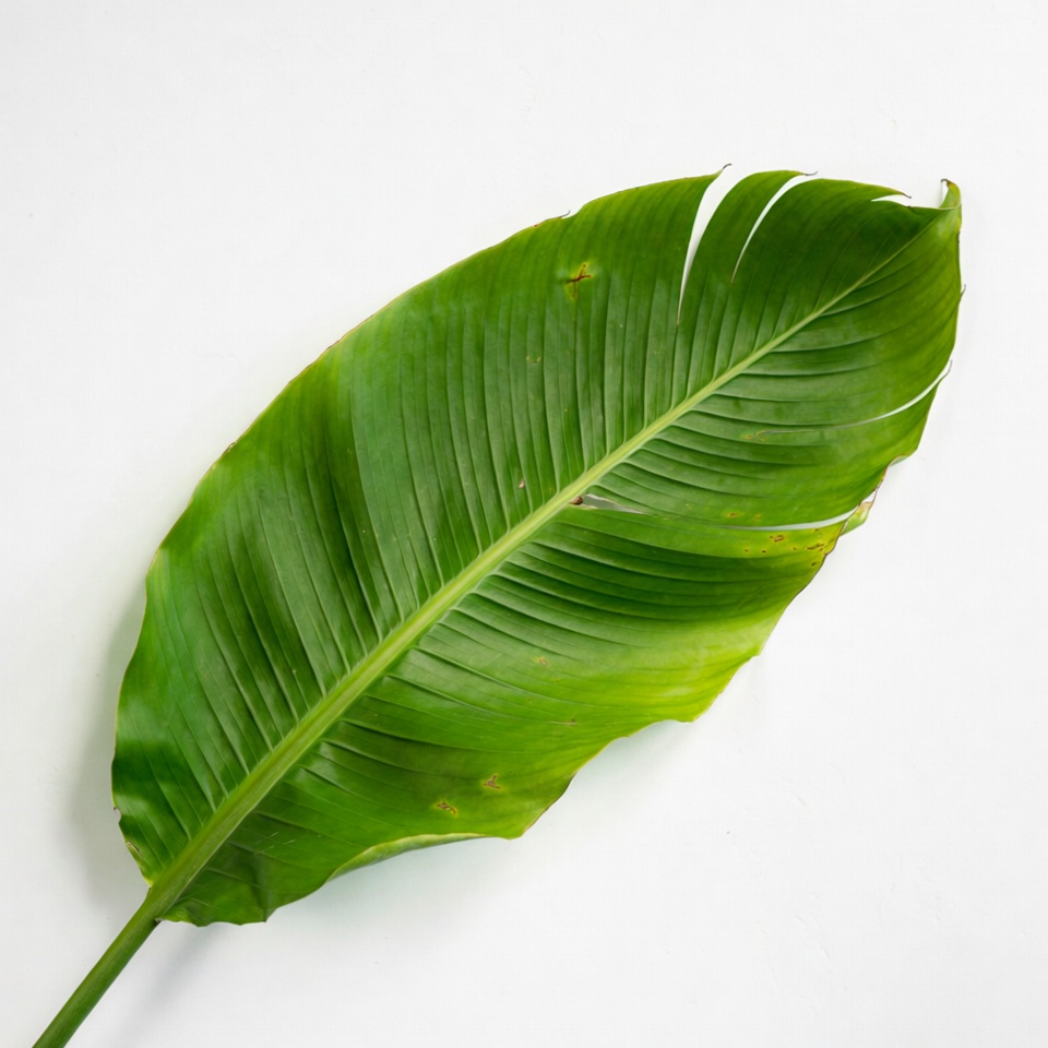 Green banana leaf isolated Green banana leaf isolated