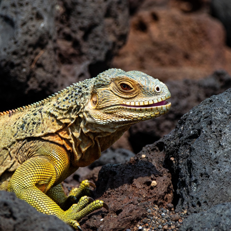 Galapagos iguana on volcanic rocks Galapagos iguana on volcanic rocks