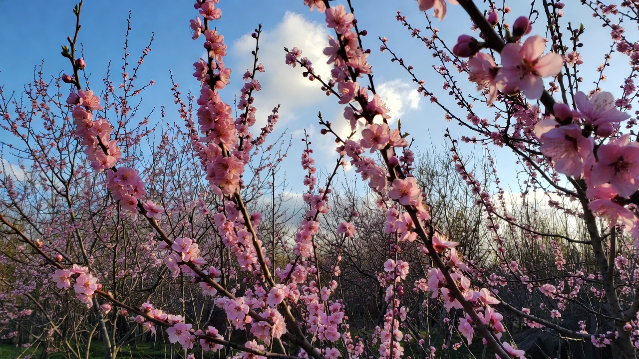 Pink Cherry Blossoms Against Blue Sky Pink Cherry Blossoms Against Blue Sky