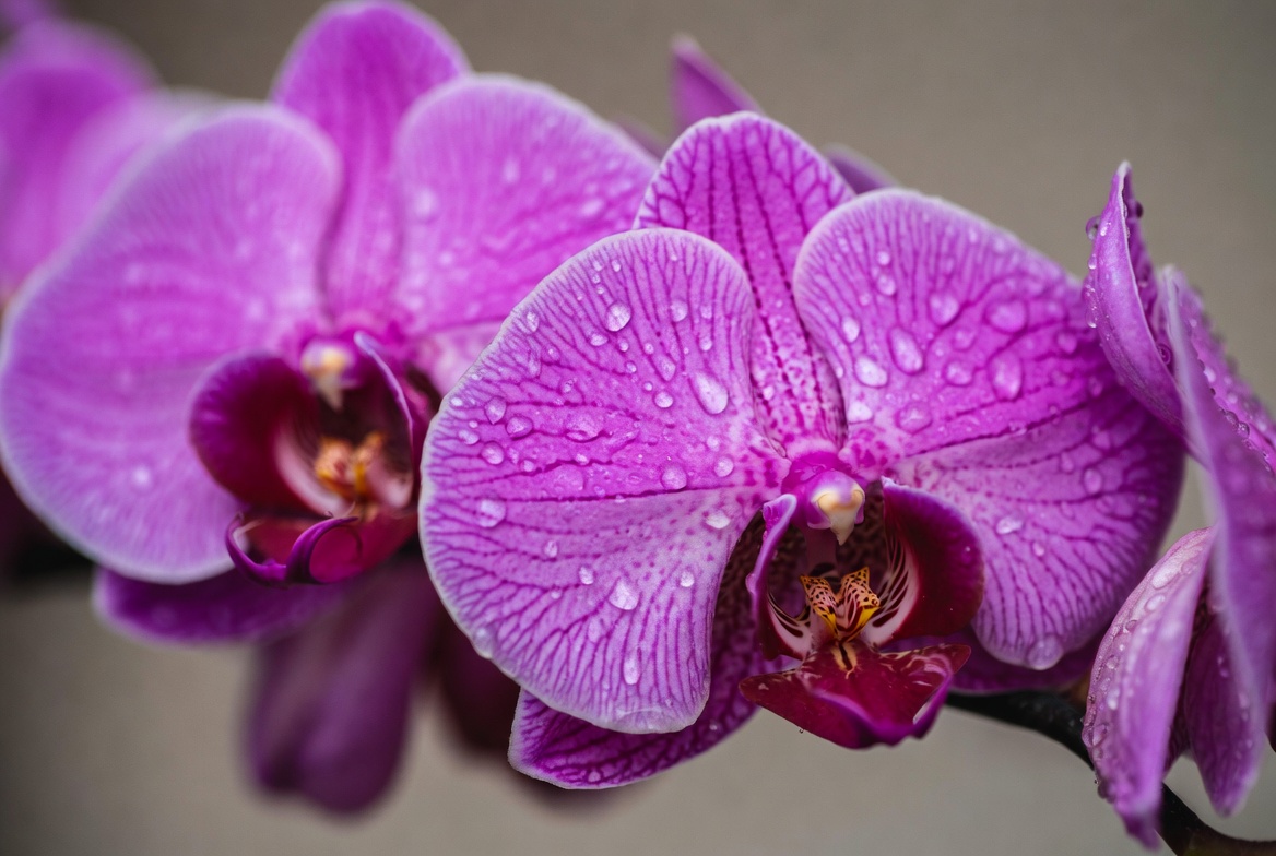 Purple Phalaenopsis Orchids with Water Droplets Purple Phalaenopsis Orchids with Water Droplets