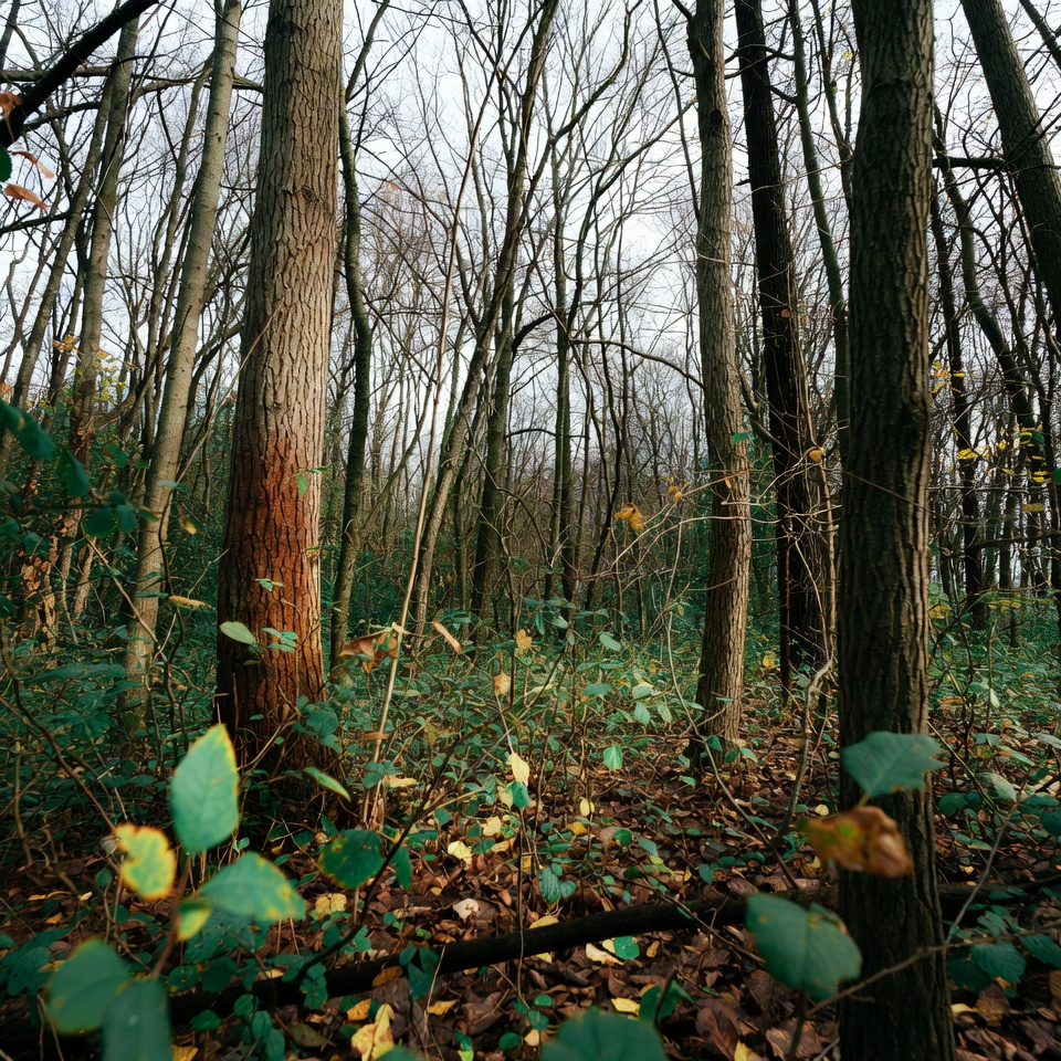 Autumn Forest with Bare Trees Autumn Forest with Bare Trees