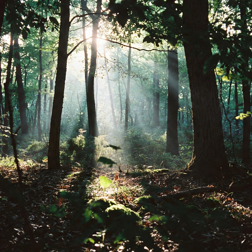 Sunlight Filtering Through Forest Trees Sunlight Filtering Through Forest Trees