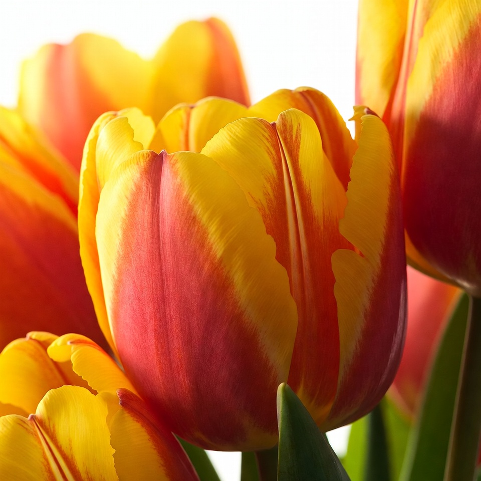 Vibrant Yellow Red Tulips Bouquet Vibrant Yellow Red Tulips Bouquet
