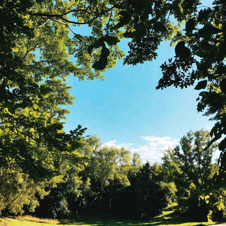 Green trees framing blue sky Green trees framing blue sky