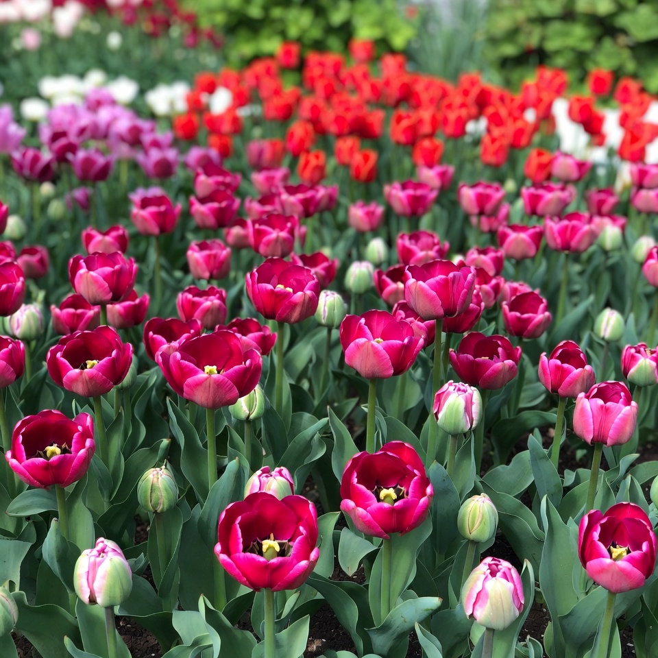 Vibrant Red and Pink Tulip Field Vibrant Red and Pink Tulip Field