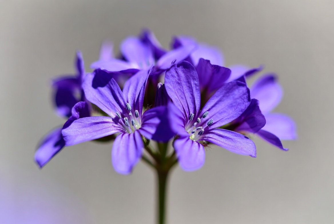 Purple cluster of flowers Purple cluster of flowers