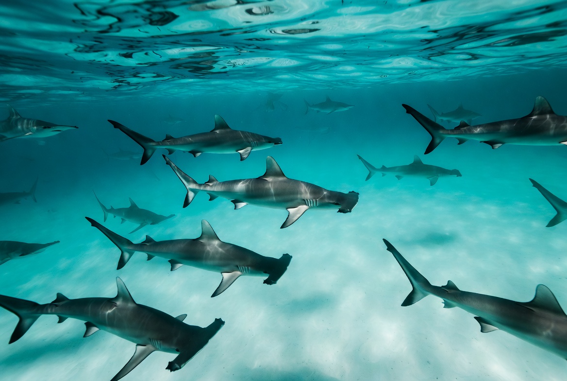 School of Hammerhead Sharks Underwater School of Hammerhead Sharks Underwater