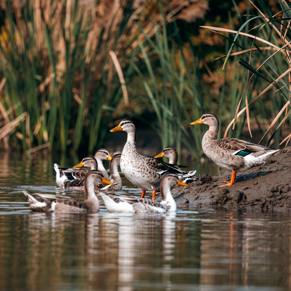 Group of ducks in marsh reeds Group of ducks in marsh reeds