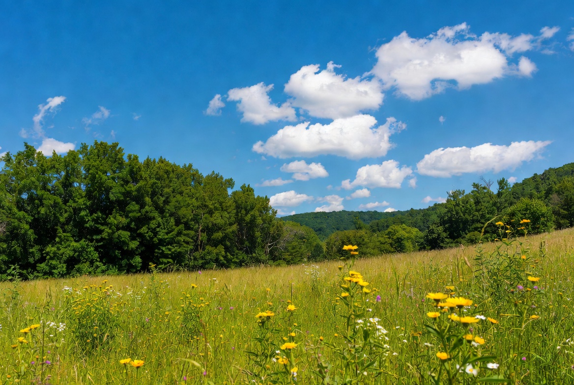 Wildflower Meadow Under Blue Sky Wildflower Meadow Under Blue Sky
