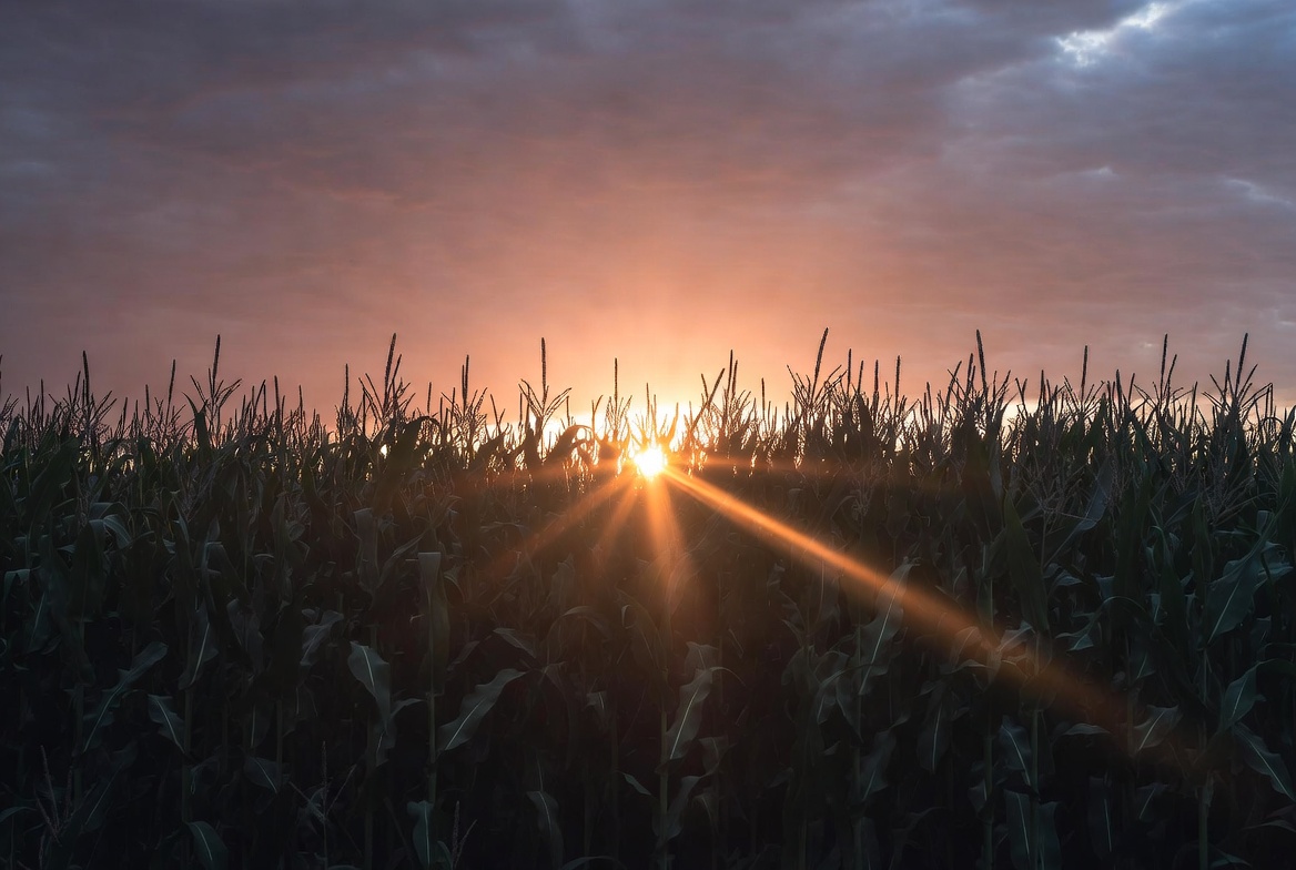 Sunset over cornfield Sunset over cornfield