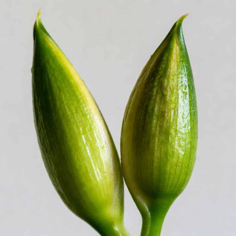 Two Green Bean Pods Two Green Bean Pods