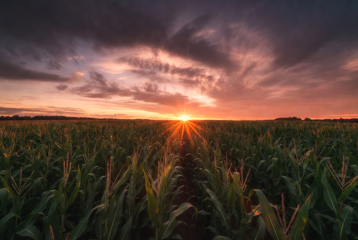 Sunset over cornfield with sun rays Sunset over cornfield with sun rays