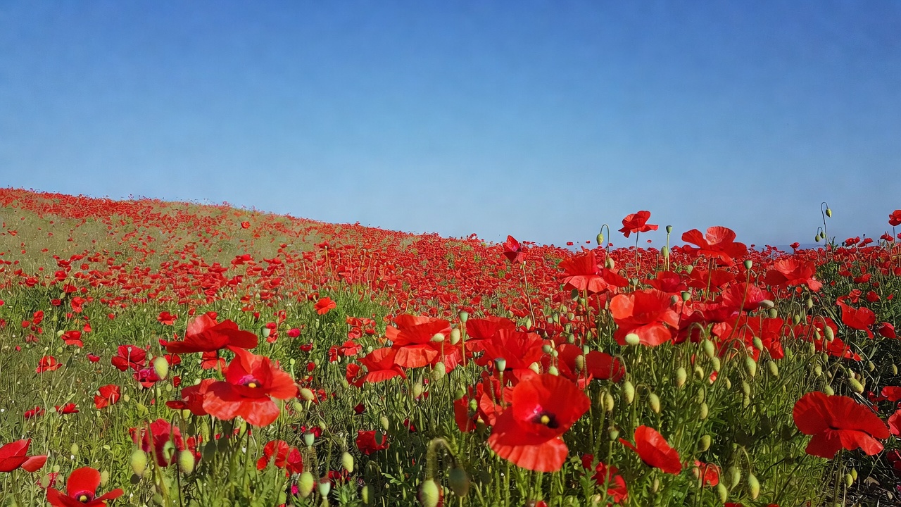Red Poppy Field Under Blue Sky Red Poppy Field Under Blue Sky
