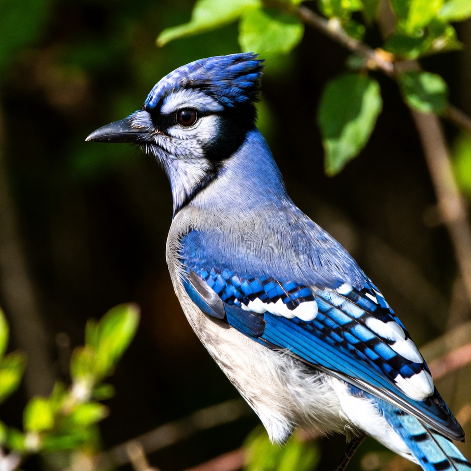 Blue Jay perched on branch Blue Jay perched on branch