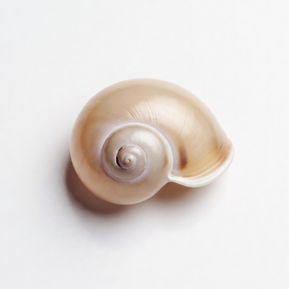 White Spiral Seashell on White Background White Spiral Seashell on White Background