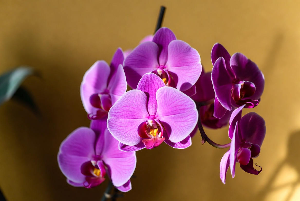 Purple Orchids on Stem Purple Orchids on Stem