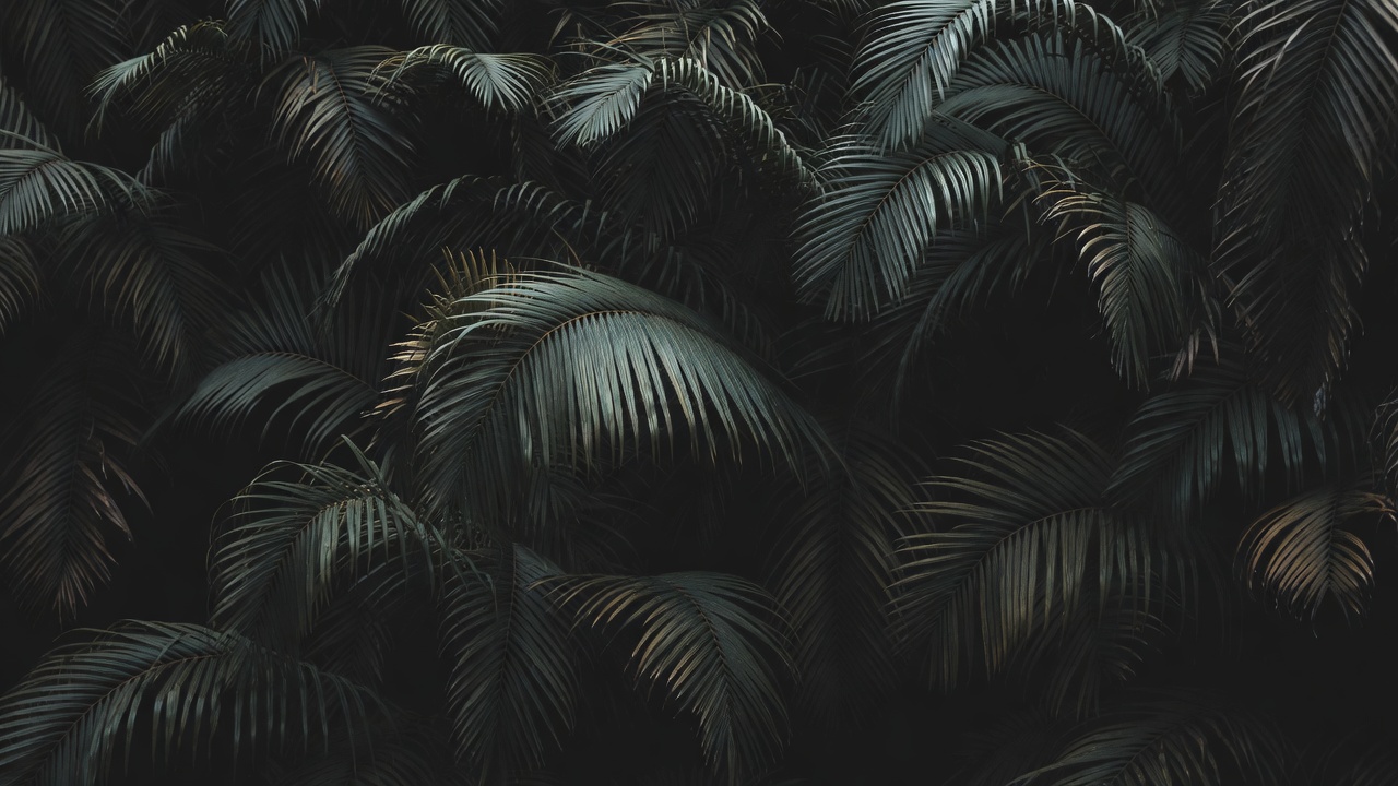 Lush Tropical Palm Leaves Closeup Lush Tropical Palm Leaves Closeup
