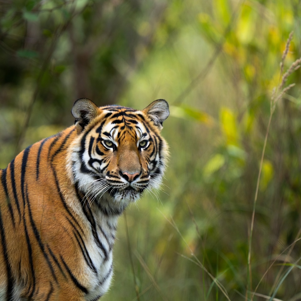Tiger in green grass Tiger in green grass