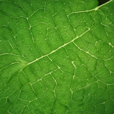 Green leaf veins close-up