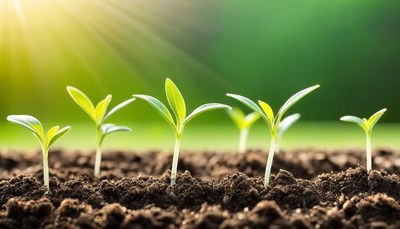 Young seedlings emerging in sunlight