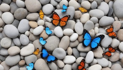 Butterflies on river rocks