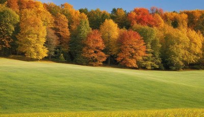 Autumn trees and rolling grass