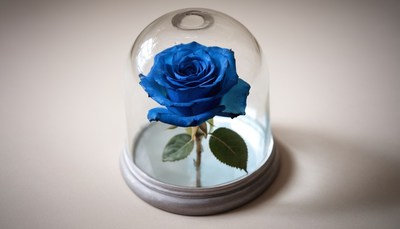 Single blue rose under glass dome