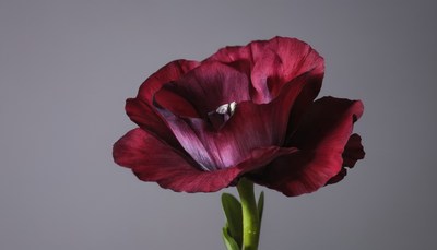 Red flower on grey background